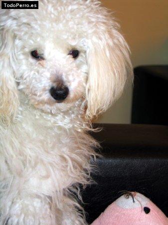 Foto del perro Bobby