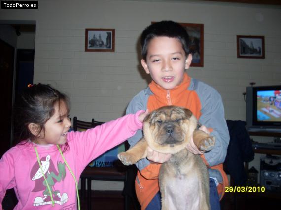 Foto del perro Hanna