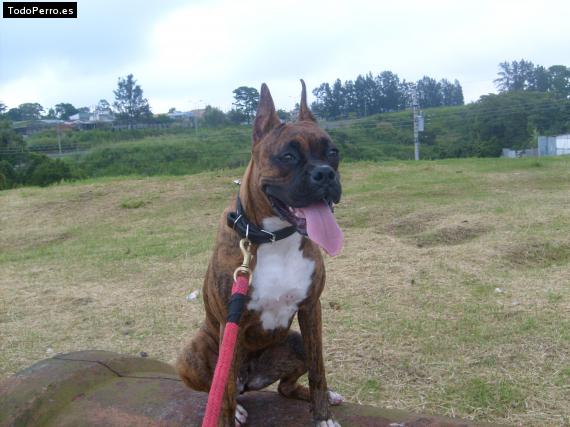 Foto del perro Taisha