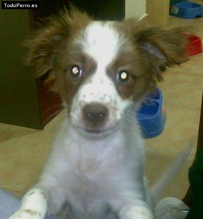 Foto del perro Regina