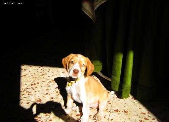Foto del perro Jara