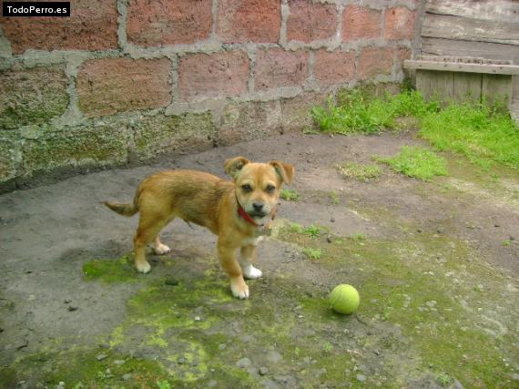Foto del perro Clifford