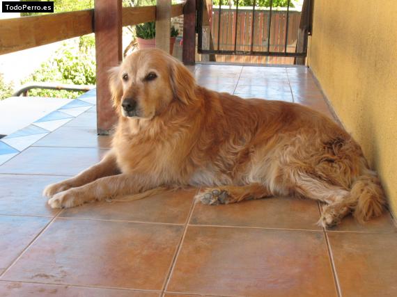 Foto del perro Canela