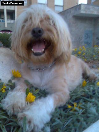 La foto del perro Coky Foto del perro Coky