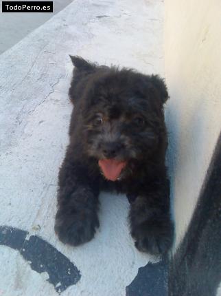 Foto del perro Toby