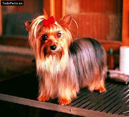 Foto del perro Chiripa