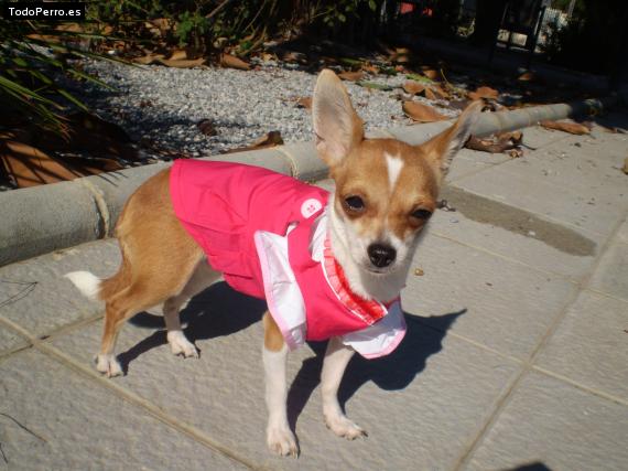 La foto del perro Chanel Foto del perro Chanel