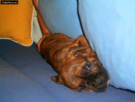 Foto del perro Nuska