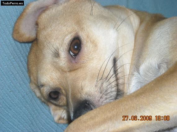 Foto del perro Lizzy