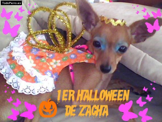 Foto del perro Zacha