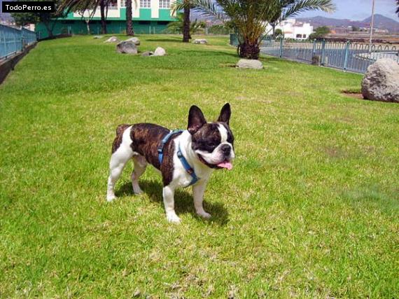 Foto del perro Batista