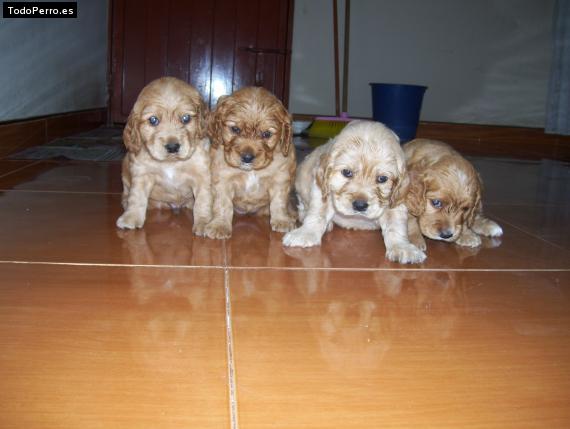 Foto del perro Doguiño, duqueza, sasha y skiper