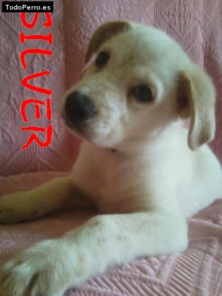 Foto del perro Silver