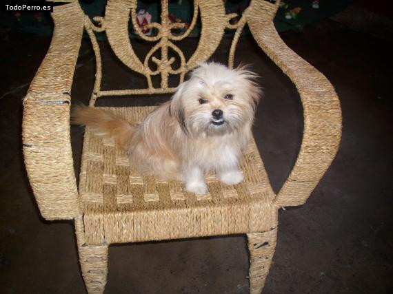 Foto del perro Catalina