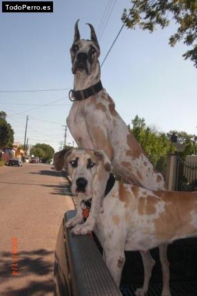 Foto del perro Greco y triana