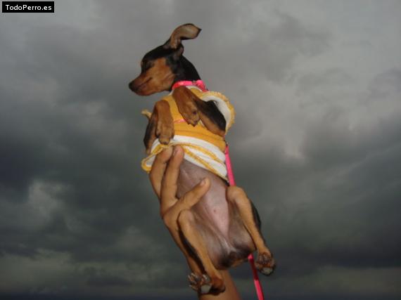 La foto del perro Rasa Foto del perro Rasa