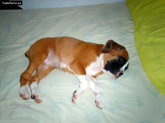 Foto del perro Renata 