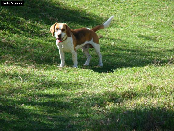 Foto del perro Nicolas pacheco