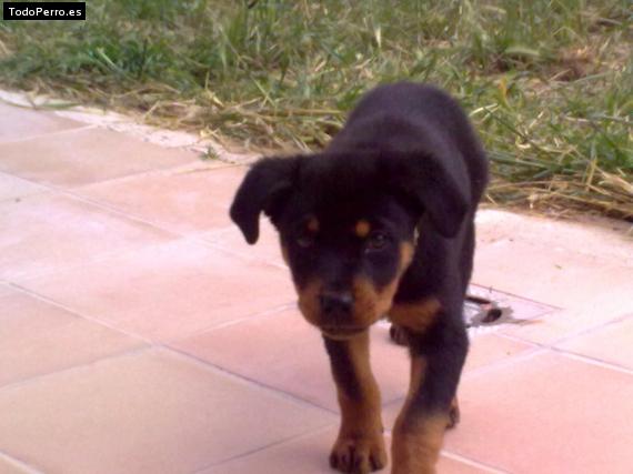 Foto del perro Yuma