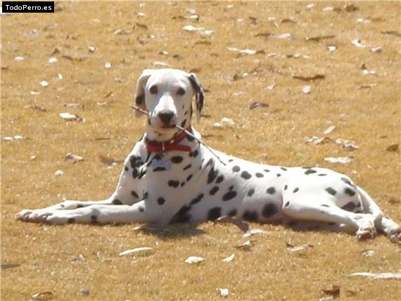 Foto del perro Elvis