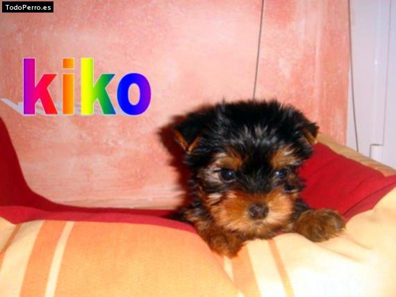 Foto del perro Kiko