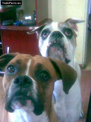 Foto del perro Tyson y shenka