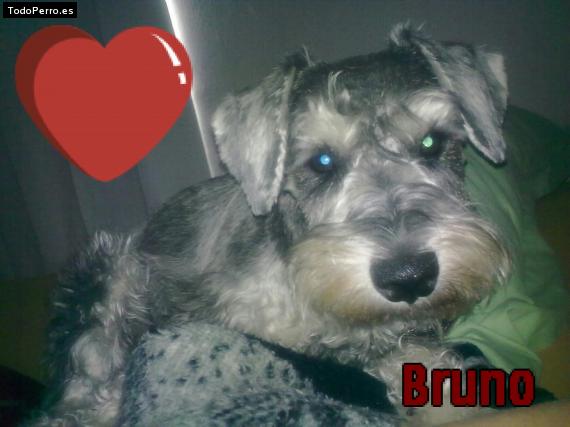 Foto del perro Bruno