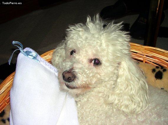 Foto del perro Tuly