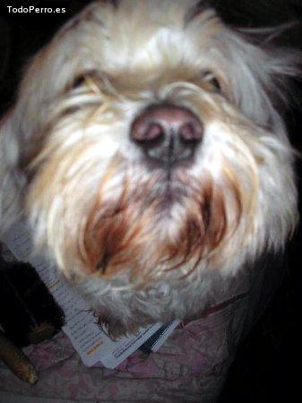 Foto del perro Bonita