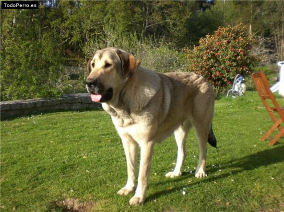 Foto del perro Garbo