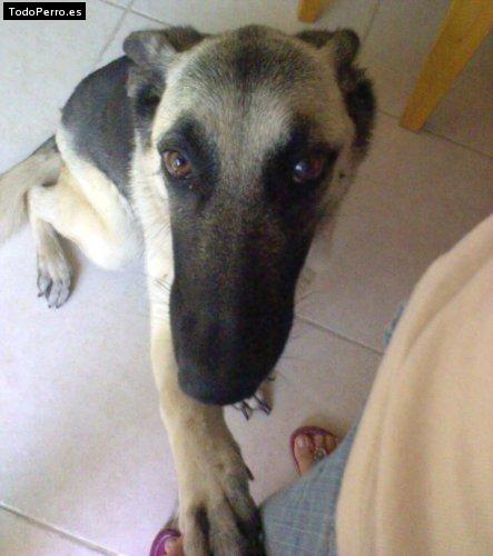 Foto del perro Spika