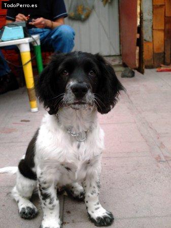 Foto del perro Spike
