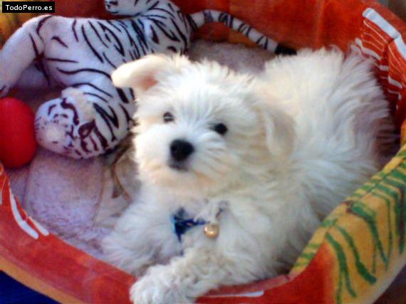 Foto del perro Roky