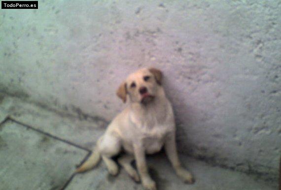 Foto del perro Kelly