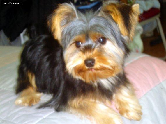 Foto del perro Tony