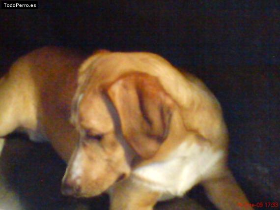 Foto del perro Rex bubu
