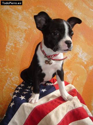 La foto del perro Cuca Foto del perro Cuca