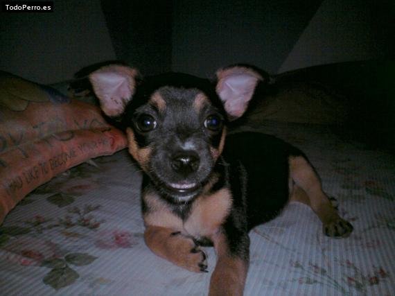 Foto del perro Candy