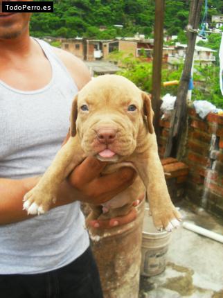 Foto del perro Junior