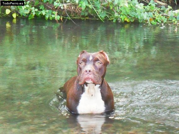 Foto del perro Danger