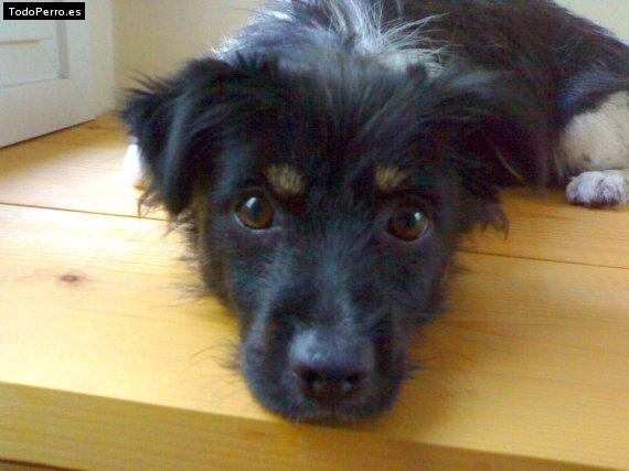 Foto del perro Rufo