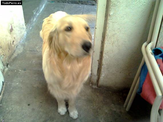 Foto del perro Casper