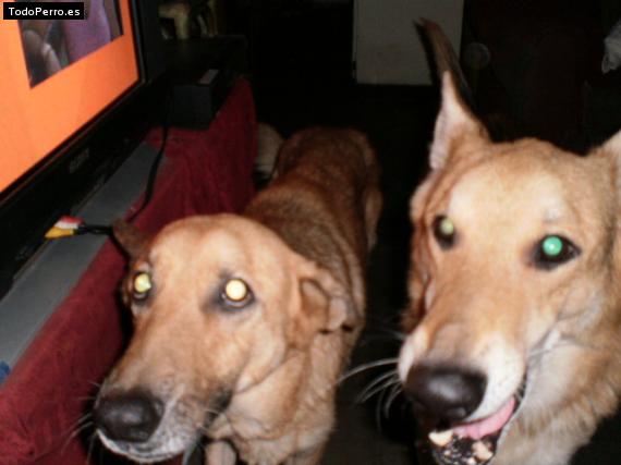 Foto del perro Kaiser y brauly