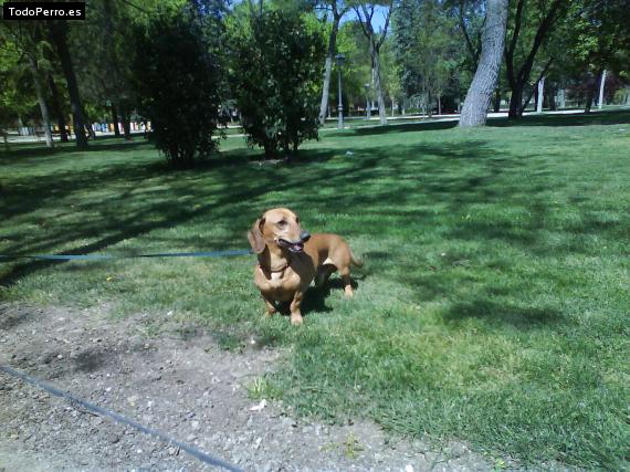 Foto del perro Ricky