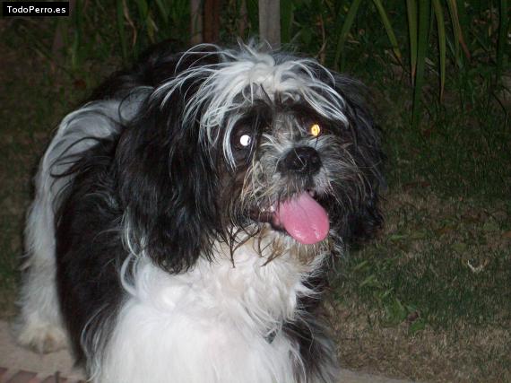 Foto del perro Camilo