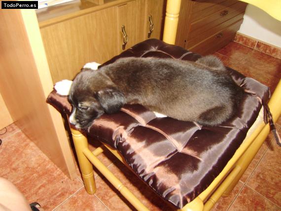 Foto del perro Coke