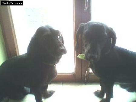 Foto del perro Negrito y jack