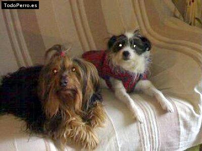 Foto del perro Niko y dama