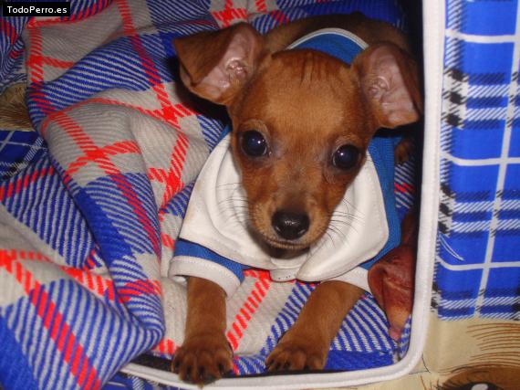 Foto del perro Roy