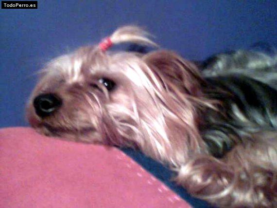 Foto del perro Manolo